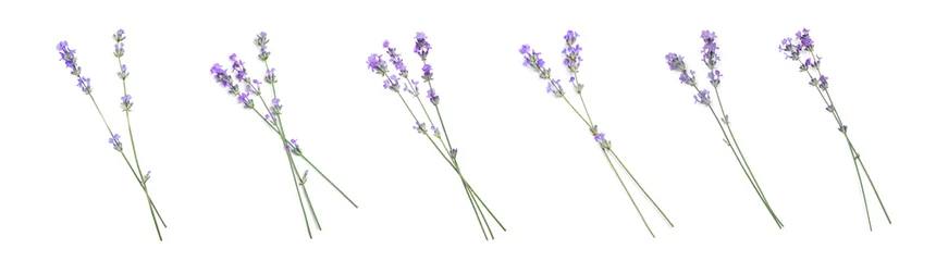 Deurstickers Beautiful lavender flowers isolated on white, set © New Africa