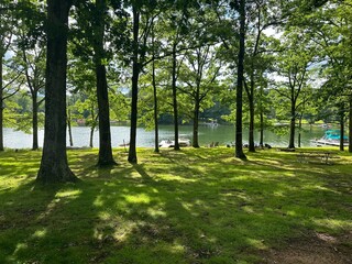 trees in the park