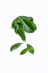 Green tea leaves on white background