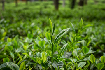 Tea plants in the tea garden, Shoots of tea leaves