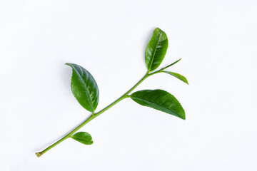 Green tea leaves on white background