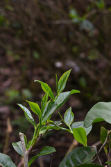 Tea plants in the tea garden, Shoots of tea leaves