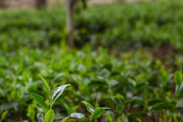 Tea plants in the tea garden, Shoots of tea leaves