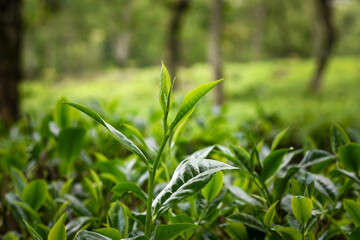 Tea plants in the tea garden, Shoots of tea leaves