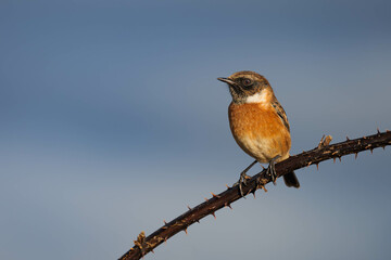 Stonechat bird, on a perch