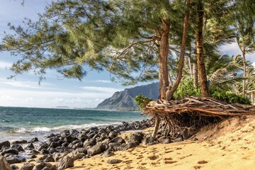 beach with trees and roots