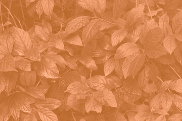 Peach Fuzz color leaf texture, nature monochrom background. Color of the year 2024