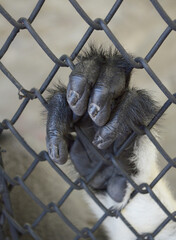 Close up hand of monkey in cage. The illegal wildlife trade problem.