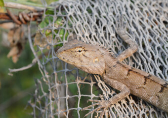 close up lizard in the wild