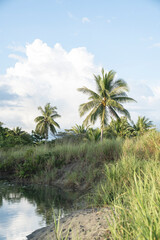 Beautiful paradise palm trees on a lake Costa Rica 