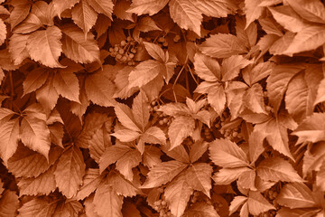 Peach fuzz grape leaves on the wall close-up. Wild grapes monochrome background.