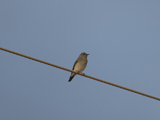 Mountain Bluebird perched on wire