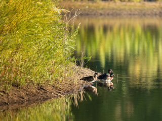 Wood Duck's on Colorado pond
