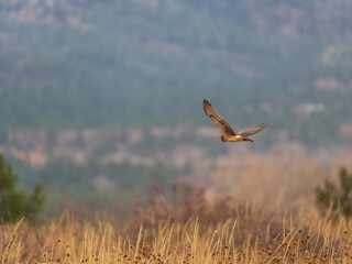 Northern Harrier hunting over the fields