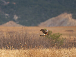 Northern Harrier hunting over the fields