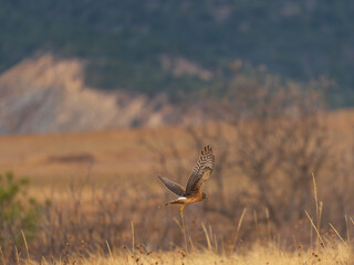 Northern Harrier hunting over the fields