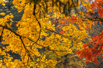 Nature's Canvas - Pacific Northwest Autumn