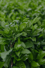 Top view of Green tea leaves in a tea plantation in morning.
