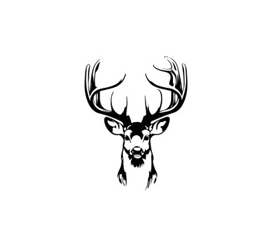 Deer hand drawn illustration graphic asset