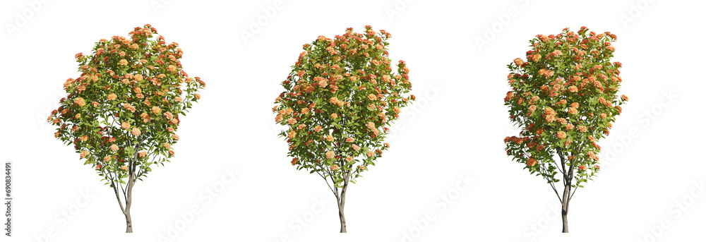 Poster seet of blossom camelia trees, 3d rendering with transparent background for illustration and digital