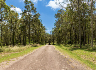 Fototapeta na wymiar Tree lined gravel road with blue sky.