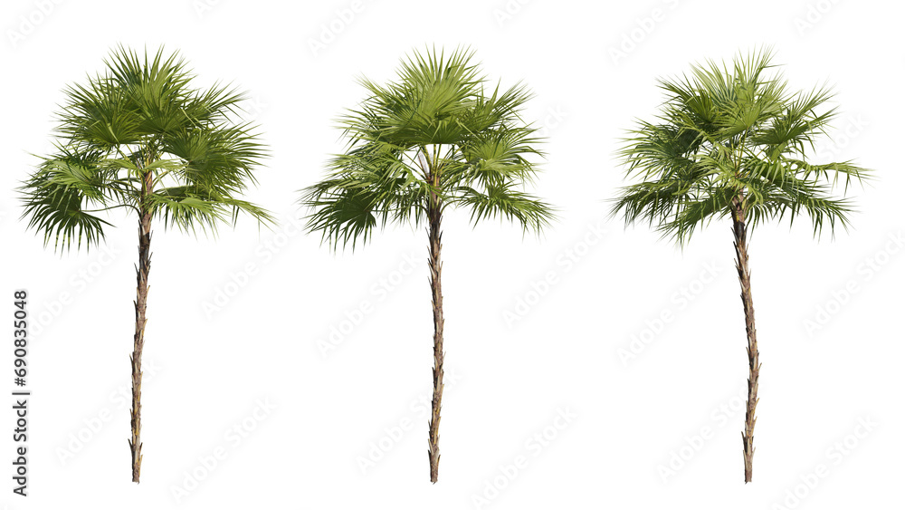 Poster set of palm trees 3d rendering with transparent background, for illustration, digital composition, a