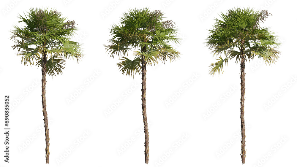 Poster set of palm trees 3d rendering with transparent background, for illustration, digital composition, a