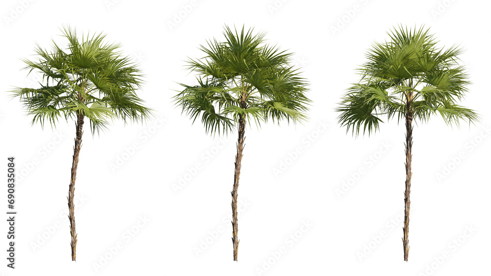 Poster set of palm trees 3d rendering with transparent background, for illustration, digital composition, a