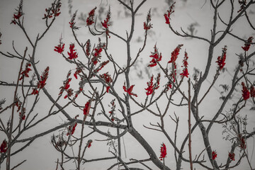Red Staghorn Sumac at the Ravine in the snow