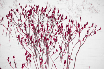Red Staghorn Sumac at the Ravine in the snow