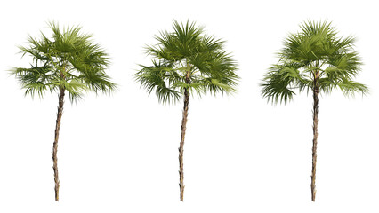 Set of palm trees 3D rendering with transparent background, for illustration, digital composition, architecture visualization - obrazy, fototapety, plakaty