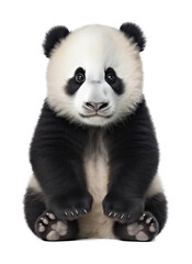 Obraz premium Panda Sitting Isolated on Transparent Background 