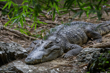 Close up  the crocodile near canal