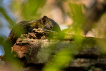 squirrel on tree