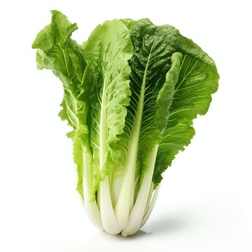 fresh lattuce  real photo photorealistic stock