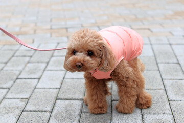 お散歩しているトイ・プードル