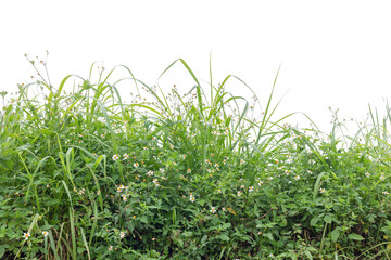 Obraz premium Wildflowers,meadow,grass isolated on white background,Beautiful natural landscape