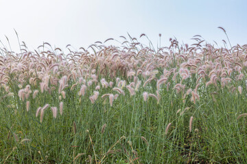 Reeds of grass Bright natural background.