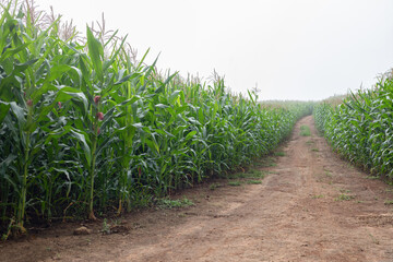 Earth trail through a corn field isolated white background