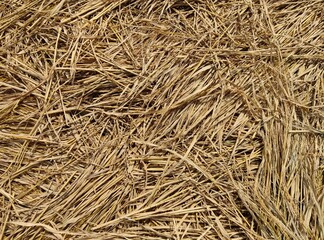 Photos of rice field straw can be used as a background