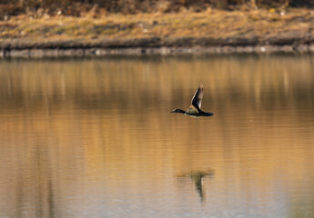 Hooded Merganser in flight over pond
