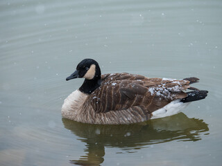 Snowy Canada Goose on a pond