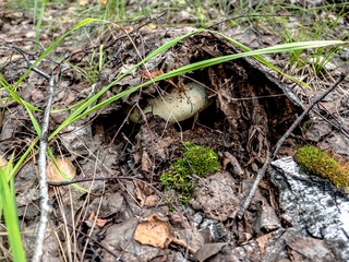 grouse mushrooms hide among the fallen leaves in the forest