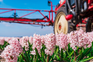 A tractor equipped with a spraying apparatus dispersing pest control chemicals on fields of vibrant...