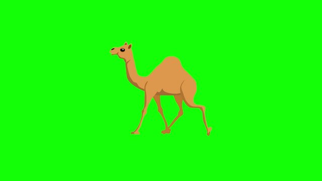 Yellow color  camel running animation on green screen 2d animation cartoon