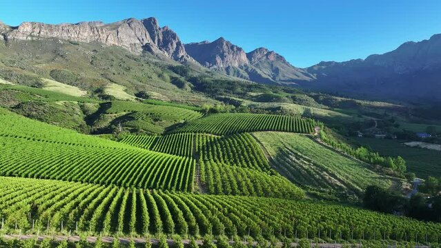 Orchards in South Africa's prime stone fruit production areas, Tulbagh, in the Western Cape, during the summer harvest season.