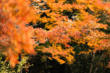偕楽園　紅葉ロード