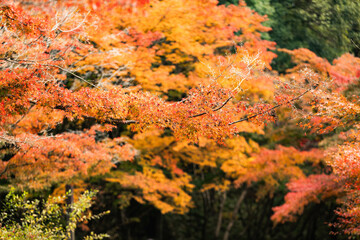 偕楽園　紅葉ロード