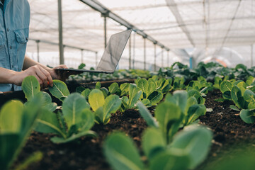 A black female farmer using a tablet smiling friendly at the organic vegetable plots inside the nursery.African woman Taking care of the vegetable plot with happiness in greenhouse using technology.