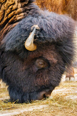Close-up portrait of a bison grazing on dry grass in a wildlife nature setting. The majestic animal...